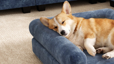 KKL 2-in-1 Removable Base Pet Couch